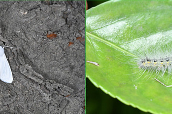“러브버그는 익충이기라도 하지…” 해충 미국흰불나방 출몰 경보