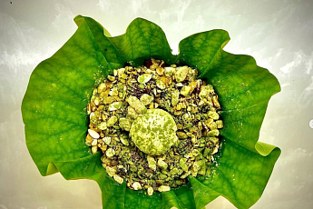 '오늘N' 오늘방송맛집- 커피 한잔할래요, 화덕피자·연잎빙수 맛집 '꽃○○○○○○'