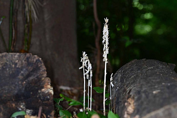 미기록 난초 '방울유령란'...제주서 첫 발견