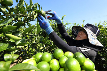 여름 한철에만 먹는 '풋귤' 아시나요⋯항산화ㆍ항염증 효과 등 풍부