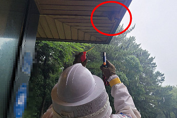 벌에 쏘인 조심하세요...이달 제주도서 200건