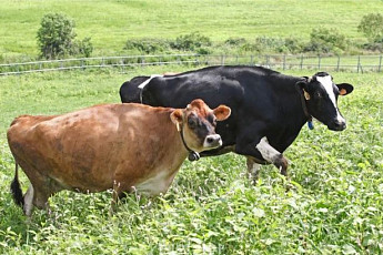 한우 씨수소 선발 5년서 1년으로…개량 속도 높인다