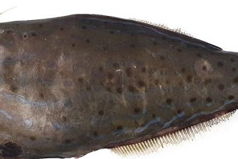 복어보다 세다?…'제주도 출몰' 날개쥐치 주의보