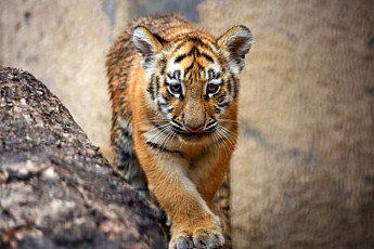 서울대공원 '새끼 호랑이' 탄생 100일...