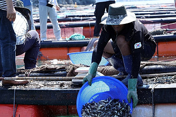 전남 양식어가, 고수온·적조에 '시름'...엎친 데 덮친 격
