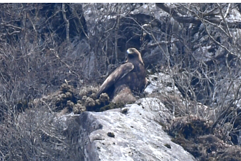 멸종위기 1종 검독수리 번식 둥지…77년만 제주서 확인