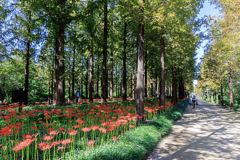 마포구, 제3회 상사화 축제 26일 개최⋯볼거리·즐길거리 가득