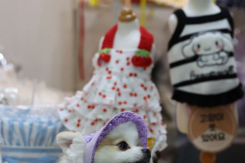 반려견 키우는 주민 연휴 부담 덜어준다⋯자치구들 ‘돌봄 쉼터’ 운영