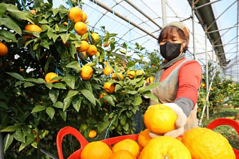 '감귤'산업 2조원 시대 되나...제주도청 사진공개