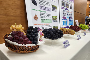 국산 포도·감귤·감, 새 수출길 열린다…1분기 농산물 검역협상 성과 본격화