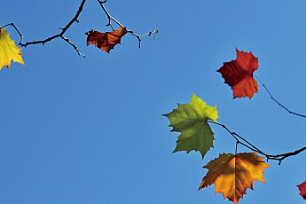 [포토 에세이] 원색의 가을