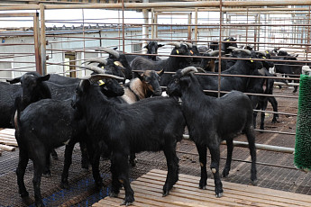 ‘가성우역’ 공포 막는다…국내 최초 유전자 진단키트 개발 성공