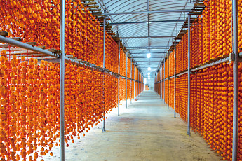 곶감 말고도 할 이야기가 많아, 상주의 가을