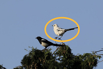 '길조' 제주도 과수원서 '흰까치' 포착