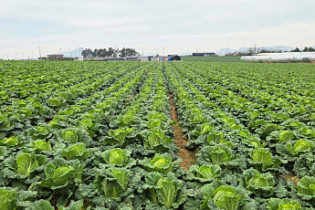 배춧값 들썩이자…aT, 김장철 앞두고 가을배추 2000톤 긴급 수매