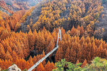 크고 넓은 한밭, 숲을 걸으며 위로받다