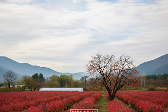 블루베리 농부의 월동 준비