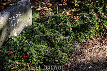 마야사에선 정원을 경전으로 읽고 돌아가라 그 전과 후가 다를지니…