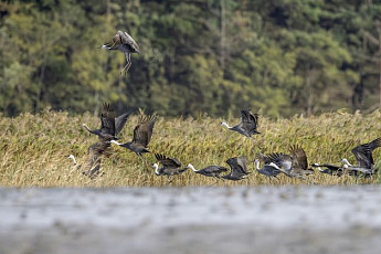 순천만은 지금, 흑두루미 천국...멸종위기 황새도 날갯짓