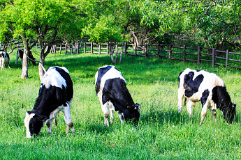 K-우유 체질 바꿨다…젖소 한 마리당 산유량 184kg 늘고 품질지표도 개선