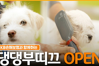 KB손해보험, 신규 유튜브 콘텐츠 '댕댕부티크' 공개