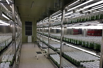 농진원 ‘조직배양 무병묘’ 성과…신품종 보급 1년 빨라졌다