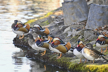 [포토뉴스] 남원시 광한루원 연못...떠나지 않는 '원앙' 가족들