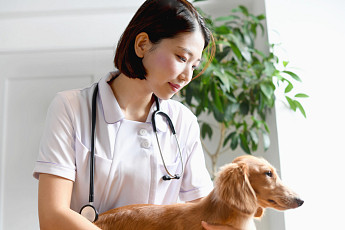 日, 애완동물 ‘노노케어’ 위한 서비스 속속 등장