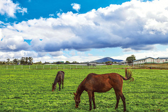언제나 자연이 숨 쉬는 섬, 제주