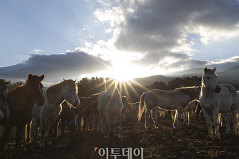 떠오르는 병오년 태양, '제주마처럼 힘차게 나아가는 새해 되길' [포토]