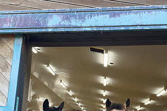 말은 달리지 않아도 사람을 움직이게 한다