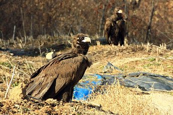 [포토뉴스] 남도는 지금...전북 남원시 농경지에 독수리떼 '눈길