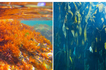 2028년부터 해조류 ‘탄소흡수원’으로 인정…국가 통계 반영 추진