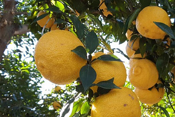 전남도 고흥 유자축제...경쟁력·지역상생 등 '높은' 평가