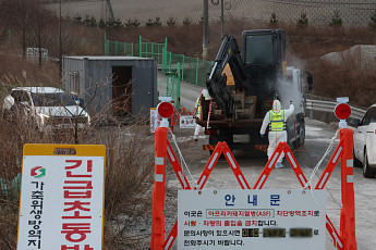 강릉 ASF ‘인위적 유입’ 무게…농장 방역 구멍이 확산 키웠다