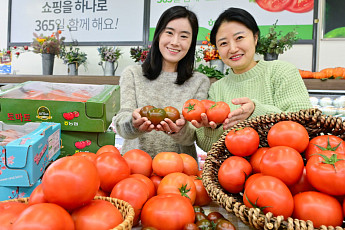 농협유통, 겨울철 면역력 강화 식품으로 ‘토마토’ 추천