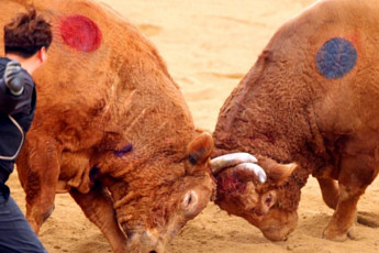 청도 소싸움, 전통인가 학대인가⋯약물 주입 등 실태 조사 진행