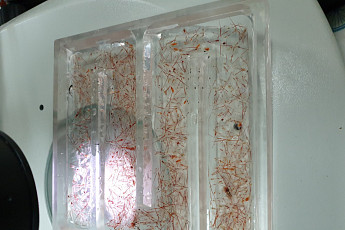 기후변화로 북극해 간 태평양 생물들 “가을 문턱은 넘지 못했다”