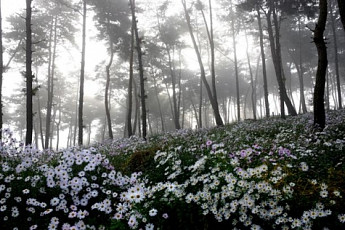 [여행] 구절초… 억새… 단풍… 그곳에 가면 가을이 있다