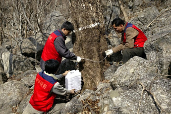 천연건강이온음료 고로쇠...전남도 3월까지 채취