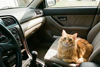 “고양이를 부탁해” 고령자 안전운전 위한 토요타의 실험