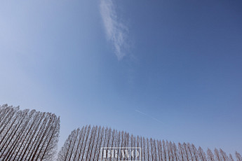 나목들의 수준 높은 겨울 춤을 보라