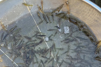 전국 최초 녹조 먹고 자라는 '토하'...전북도 양식기술 특허