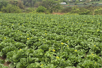 봄 배추, 꽃이 먼저면 끝…농진청이 짚은 예방 체크포인트