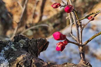 [포토뉴스] 남도의 봄 전령사...눈 속에 피어난 광양 '홍매화'
