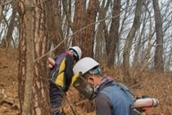 소나무재선충병 확산 차단 등...전북도 숲 체질 개선 나서
