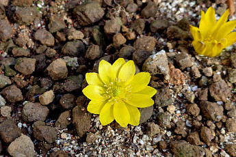'노란 등불 밝힌 봄의 전령사' [한컷]