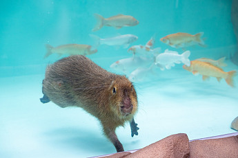 수족관 허가제 정착ㆍ동물복지 강화…정부, 2차 수족관 관리 종합계획 발표