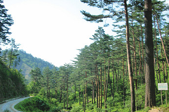 설 성묘길 숨통 튼다…전국 임도 2만7000km 한시 개방