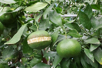 과학적 예측 데이터로...제주도 감귤 방제 적기 찾는다